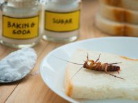 狗狗吃了蟑螂药会怎么样?(预防狗狗吃蟑螂诱饵的小妙招)