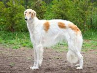 长毛灵缇犬是什么狗?(长毛灵缇犬爱掉毛吗?)