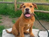 斗牛獒德国牧羊犬多少钱一只?(斗牛獒德国牧羊犬的优缺点)