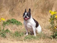 法国斗牛犬的混血品种有哪些?(38种杂交法国斗牛犬的优缺点及性格)