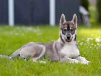 德国牧羊犬哈士奇杂交要多少钱一只?(德牧与哈士奇混血的优缺点)