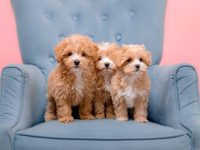 混血马耳他要多少钱一只?(饲养马耳他幼犬的成本开销)