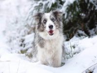 边境牧羊犬有蓝眼睛的吗?(边境牧羊犬蓝眼睛的原因是什么?)