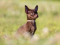 一只棕色吉娃娃要多少钱?(棕色吉娃娃的寿命大约是多少年?)