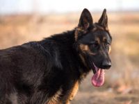 黑狼犬多少钱一只?(饲养黑狼犬一年的开销)