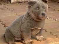 什么是苗族狗?(苗族狗的起源和历史)