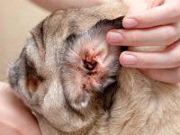 宠物狗耳朵里有黑色的分泌物怎么回事?(狗狗耳朵感染的常见原因)