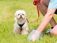 狗狗的粪便是绿色怎么办?(狗狗拉绿色粑粑的处理方法)