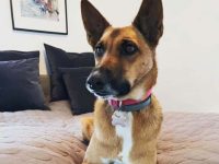 德国混血巴辛吉犬多少钱一只?(德国混血巴辛吉犬的优缺点)