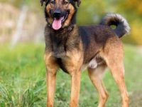 德牧与罗威纳混血多少钱一只?(德牧与罗威纳混血的优缺点)