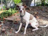 什么是意大利灰狗?(意大利灰狗的起源和历史)