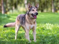 德国牧羊犬哈士奇杂交叫什么犬?(德牧与哈士奇混血的起源和历史)