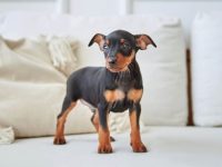 迷你杜宾犬要多少钱一只?(决定迷你杜宾犬价格的4种因素)