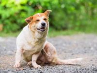 如何判断你的狗被虫子咬了?(在家治疗狗狗被虫子咬的5种方法)