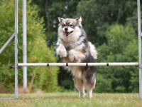 狗狗绝育后跳了起来怎么办?(狗狗绝育后多久可以跳起来?)