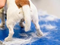 狗的尾巴垂下来代表什么意思?(狗的尾巴垂下来的7个原因揭秘!)