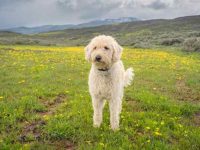 最稀有的金毛颜色是什么?(关于奶油金毛你可能不知道的12件事)