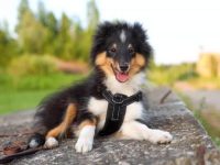 盘点出售高质量喜乐蒂牧羊犬的十大排名地点