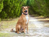 罗得西亚脊背犬德国牧羊犬混种的起源和历史