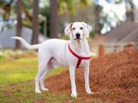 混血拉布拉多的品种有哪些?(57种杂交拉布拉多的简介及优缺点)