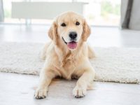 所有金毛猎犬都是长毛的吗?(关于金毛猎犬长毛的4个小知识)