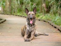 荷兰牧羊犬混种有哪些?(8种有关荷兰牧羊犬的优秀混血品种)