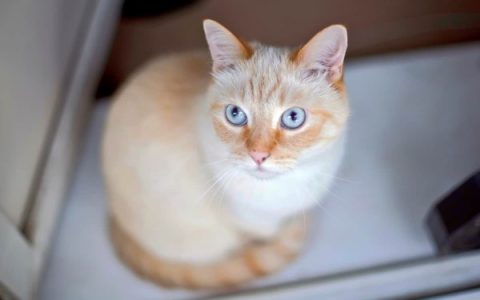 一只火焰点暹罗猫要多少钱?(饲养火焰点暹罗猫的初始花费)