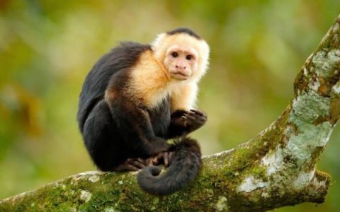 一只猴子要多少钱?(最便宜的宠物猴子品种是什么?)