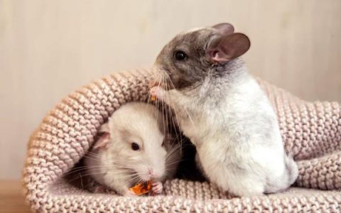 一只龙猫大概多少钱?(饲养一只龙猫的成本清单)