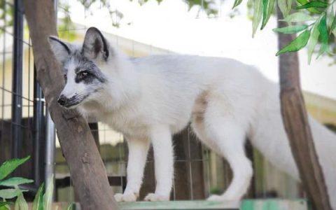 什么是加拿大大理石狐?(加拿大大理石狐来自哪里?)