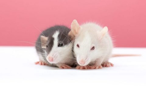 什么是小飞象鼠?(小飞象鼠的起源和历史)