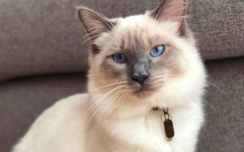 什么是布偶暹罗混种?(布偶暹罗混种的外观特征及寿命)