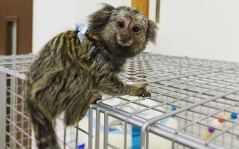 什么是拇指猴?(拇指猴的历史和起源)