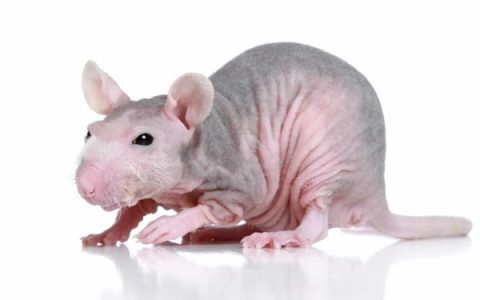 什么是无毛鼠?(无毛鼠为什么没有毛)
