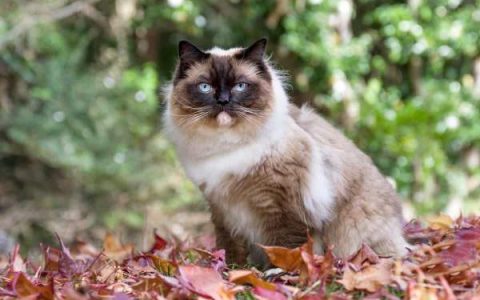 什么是海豹点布偶猫?(海豹点布偶猫的寿命最长能活多少年)