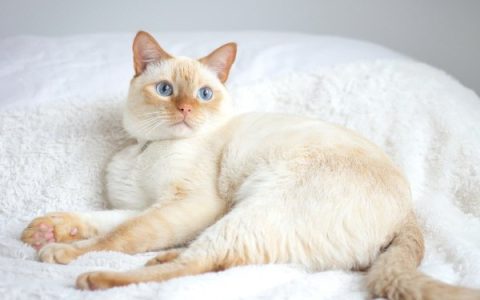 什么是火焰点暹罗猫?(火焰点暹罗猫的历史和起源)