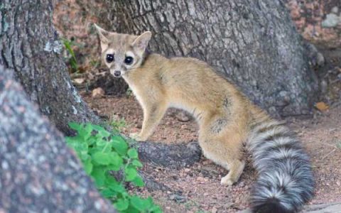 什么是环尾猫?(环尾猫的外观特征)