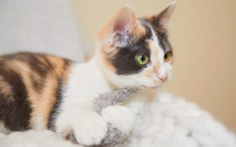 什么是稀三色猫?(稀三色猫能长到多大尺寸和重量?)