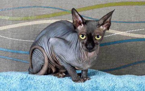 什么是黑斯芬克斯猫?(黑斯芬克斯猫外观特征描述)