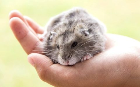 仓鼠快要死的迹象和症状有哪些表现?(仓鼠临终前的7种表现)