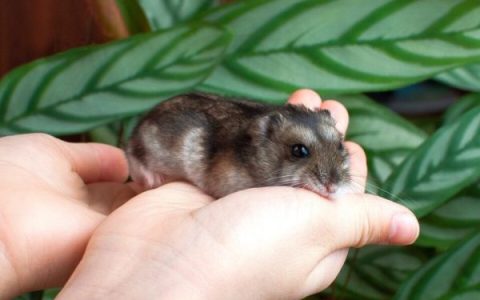 仓鼠的平均寿命是多少年?(仓鼠常见的8种死亡原因)