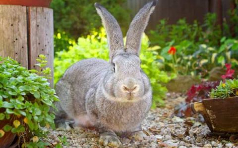 佛兰德巨兔多少钱一只?(购买佛兰德巨兔之前必需要了解的5件事)