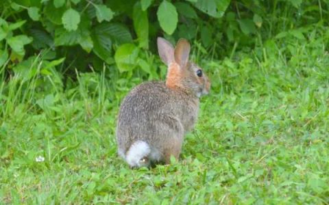 兔子摇着尾巴在干什么?(兔子尾巴的作用和用途)