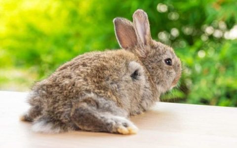 兔子的尾巴是由什么制成的?(关于兔尾巴的7个冷知识)