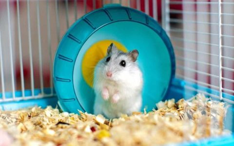 养一只仓鼠每年需要花多少钱?(穷养仓鼠的省钱秘诀)