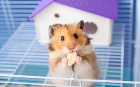 仓鼠要多少钱一只?(仓鼠的初始饲养成本清单)