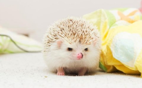 刺猬可以养吗犯法吗?(刺猬的寿命一般是多少年)