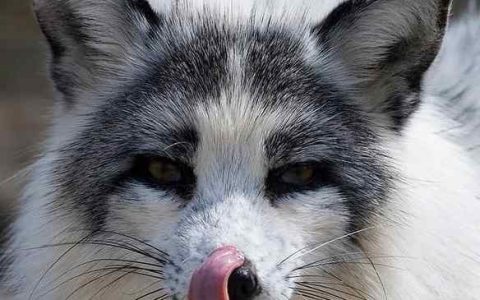 加拿大大理石狐多少钱一只?(拥有加拿大大理石狐合法吗?)