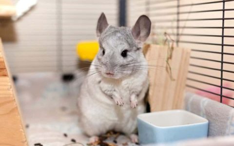 圈养的龙猫寿命能活多久?(决定龙猫寿命的4点因素)