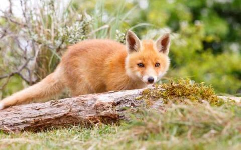 小狐狸叫什么名字?(小狐狸的外形特点描写)